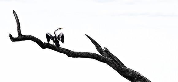Balance of Nature