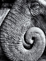 Trunk
