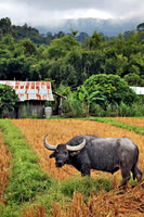 Agricultural Excellence