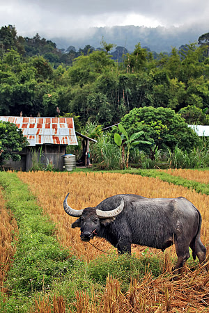 Agricultural Excellence